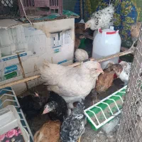 تعداد ۲۰ جوجه سه ماهه