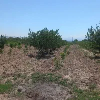 باغ درخت دار