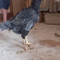 تخم مرغ لاری|حیوانات مزرعه|سبزوار, شهرک ابوذر|دیوار