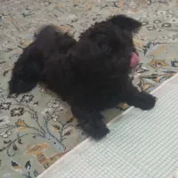 سگ شیتزو|سگ|مشهد, شهید آوینی|دیوار