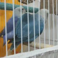 عروس کوتوله بسیار زیبا و خوشگل|پرنده|مشهد, تبادکان|دیوار
