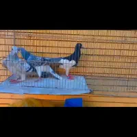 2تا نر سوراخ|پرنده|کرمان, |دیوار