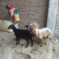 گوسفند بره دار با بره نر در خانه ایی و‌داشتی|حیوانات مزرعه|گرگان, |دیوار