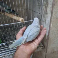 گرینچیک نر و راهب سرلاکی