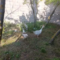 غاز نروماده در ابی بیگلو