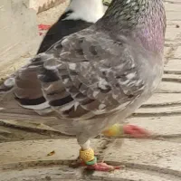 کفتر رنگی طوقه دار و هفرنگ|پرنده|محمدیه-قزوین, |دیوار