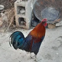 خروس محلی اصل اصل