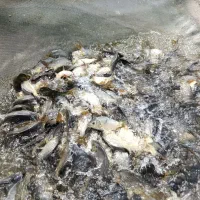 کپور ،امور|عمدهفروشی|اهواز, آریاشهر|دیوار