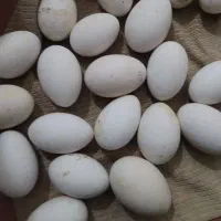 تخم غاز محلی