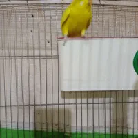 مرغ عشق ماده