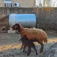 گوسفند بره دار و شیشک