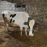 گاو شیری و گوشتی|حیوانات مزرعه|اسلامآباد غرب, |دیوار