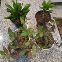 گل کامپک وبیدی دورنگ