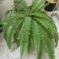 گل سرخس نو وسبز سالم کاور کوسن نو جاعودی درحد نو|گل و گیاه طبیعی|شیراز, قدوسی غربی|دیوار