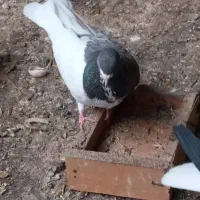 کبوتر رنگی ۳۰۰۰۰۰۰