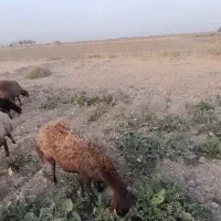 میش هترو