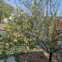 فروش فوری در روستا اسلام آباد(کارخانه قند)|فروش خانه و ویلا|شیروان (خراسان), |دیوار