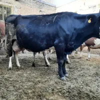 فروش دو راس گاو همراه گوساله