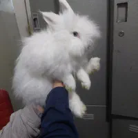 واگذاری خرگوش نر و ماده|موش و خرگوش|تهران, پرواز|دیوار