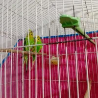 یه جفت مرغ عشق مولد  معاوضه با کفتر|پرنده|قزوین, |دیوار