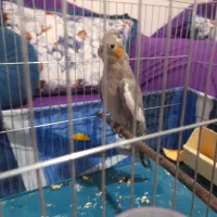 عروس هلندی ماده جوان یک ملیون سالم به شرط|پرنده|شهریار, شهریار|دیوار