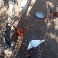 مرغ و خروس|حیوانات مزرعه|موچش, |دیوار