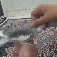 عروس هلندی|پرنده|بندر ماهشهر, |دیوار