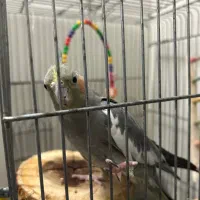 عروس هلندی|پرنده|تهران, افسریه شمالی|دیوار