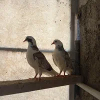 جوجه‌‌فوق پرش|پرنده|تهران, خزانه|دیوار
