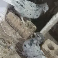 کبوتر.کفتر|پرنده|آباده, |دیوار