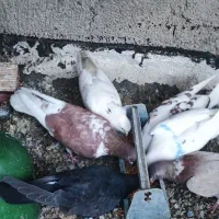 کبوتر، کفتر