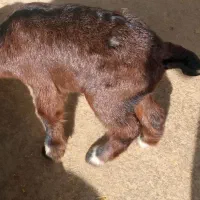 بزغاله شیری|حیوانات مزرعه|جوکار, |دیوار