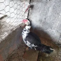 اردک اسرائیلی نر کشتاری