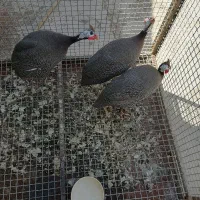 پرنده مرغ شاخدار