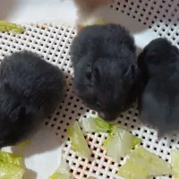 بچه همستر|موش و خرگوش|کرمان, |دیوار