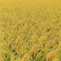 برنج چمپای میداوود ـ سرله ـ دوگچه وو|خوردنی و آشامیدنی|اهواز, کوی مهدیس|دیوار