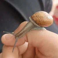 حلزون