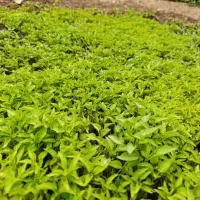 نشا|خدمات باغبانی و درختکاری|اسلام‌‌آباد غرب, |دیوار