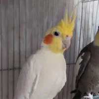 یک جفت عروس هلندی|پرنده|بندرعباس, |دیوار