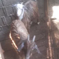 بزغاله بز خوشگل|حیوانات مزرعه|ماکلوان, |دیوار