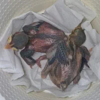 جوجه مرغ مینا پاکستانی