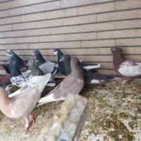 پلاکی،رنگی،دورگ|پرنده|لنجان, |دیوار