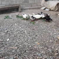اوردک چاق