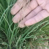 نهال پیاز مینروا