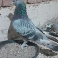 جفت کبوتر ترکیه