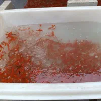 ماهی قرمز به قیمت عمده|ماهی|گنبد کاووس, |دیوار