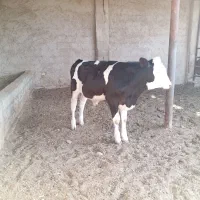 گاو گوساله نر تلیسه