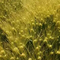 ۵تون جورقم بهمن شش پره پایه بلند.