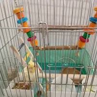 عروس هلندی|پرنده|ری, علایین|دیوار