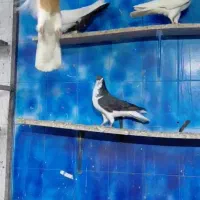 دسته رنگی درجه یک|پرنده|دزفول, |دیوار